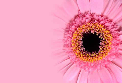 Pink Gerbera Flower with Gradient Foto stock