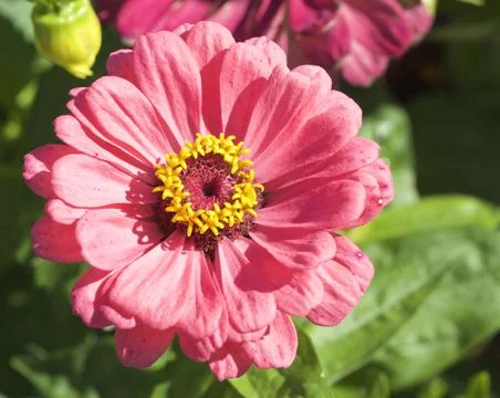 Pink Gerbera flower head in full bloom Stock Photos