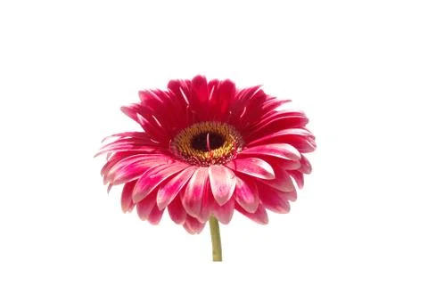 Pink gerbera flower Stock Illustration