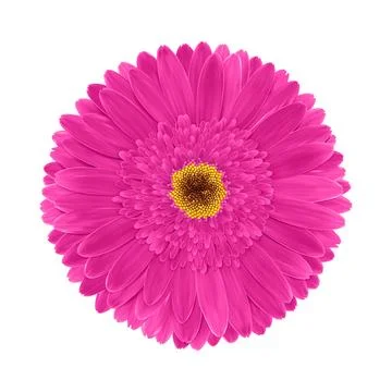 Pink gerbera flower macro isolated on transparent background. Realistic Gerber Stock Illustration