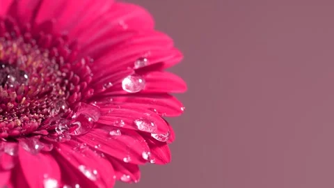 Pink gerbera flower in macro with rain drops, dark powder pink background a.. Stock Footage 317376227