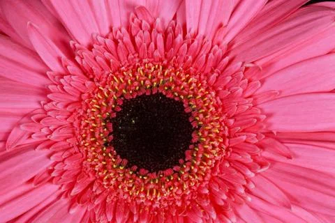 Pink gerbera flower Stock Photos