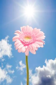 Pink gerbera flower Stock Photos