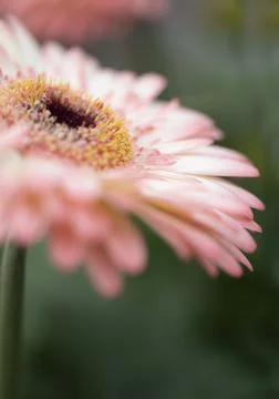 Pink gerbera flower with selective focus, macro. Stock Photos