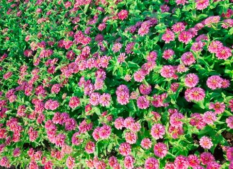 Pink gerbera in the garden Stock Photos