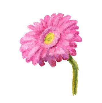 Pink gerbera Stock Illustration