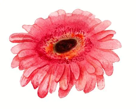 Pink gerbera Stock Illustration