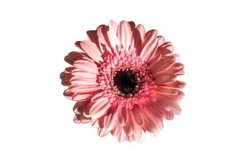 Pink gerbera isolated Stock Photos