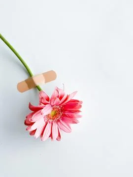 Pink gerbera with patch and empty space for text Stock Photos