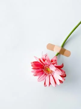 Pink gerbera with patch and empty space for text Stock Photos