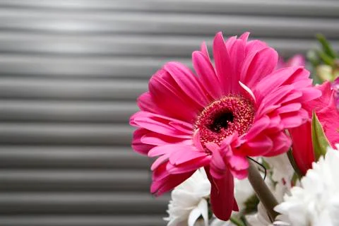 Pink gerbera Foto stock