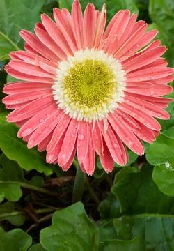 Pink gerbera Stock Photos