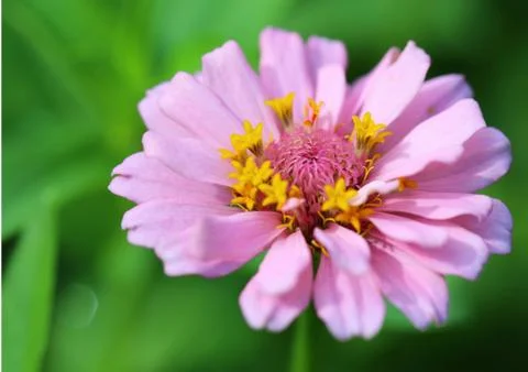Pink gerbera Stock Photos