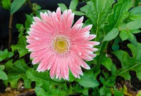 Pink gerbera Stock Photos