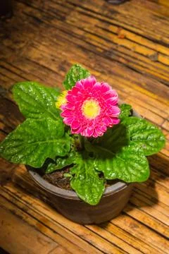 Pink gerbera Stock Photos