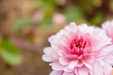 Pink gerbera Foto stock