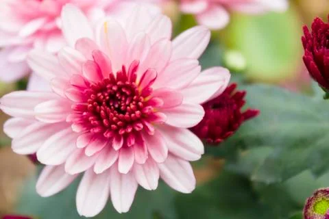 Pink gerbera Stock Photos