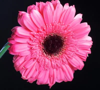 Pink gerbera Stock Photos