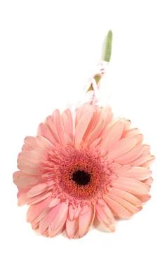 Pink gerbera Stock Photos