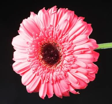 Pink gerbera Stock Photos