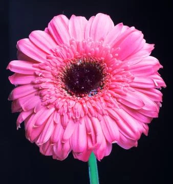 Pink gerbera Stock Photos