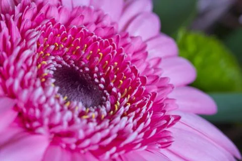 Pink gerbera Фото