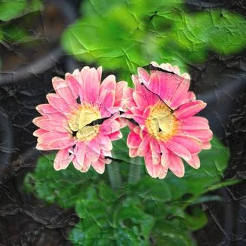 Pink gerbera Stock Photos