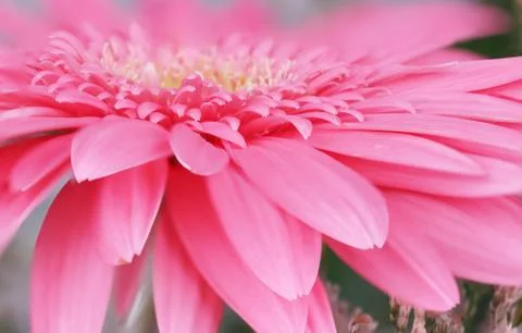 Pink gerbera Stock Photos