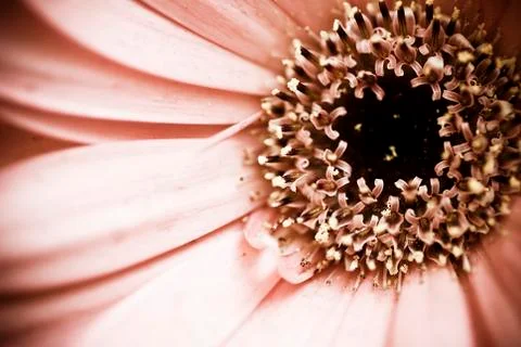 Pink gerbera Stock Photos