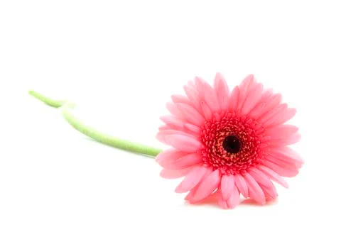 Pink gerbera Stock Photos