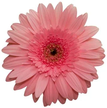 Pink Gerbera Stock Photos