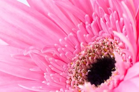 Pink gerbera Stock Photos