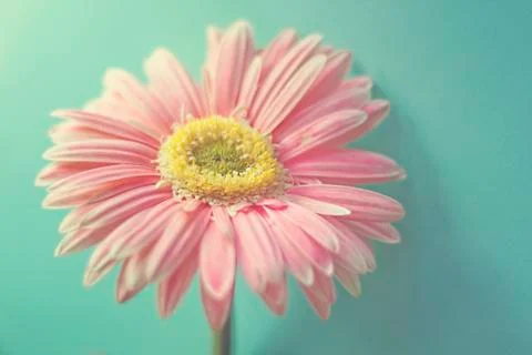 Pink Gerbera Stock Photos