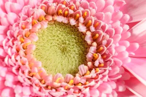 Pink gerbera Stock-Fotos