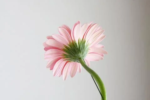 Pink gerbera Stock Photos