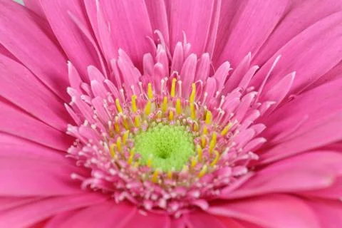Pink Gerbera Stock Photos