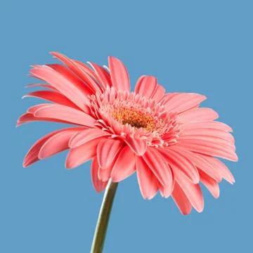 Pink gerbera Stock Photos