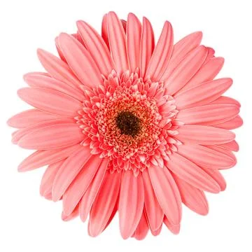 Pink gerbera Stock Photos