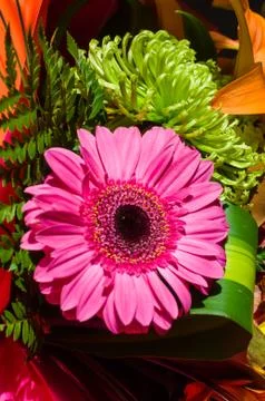 Pink Gerbera Stock Photos