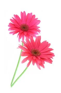 Pink gerbera Stock Photos