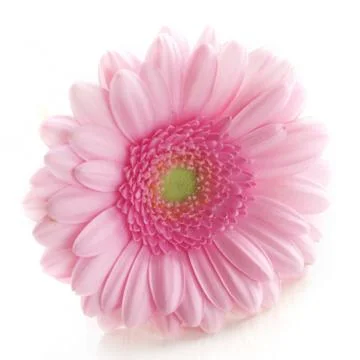 Pink Gerbera Foto stock