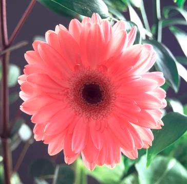 Pink Gerbera Stock Photos