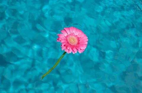 Pink Gerbera Foto stock