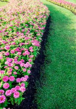 Pink gerbera in the row Stock Photos