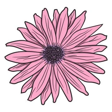 Pink gerbera. Vector illustration. Drawing by hand. Stock Illustration