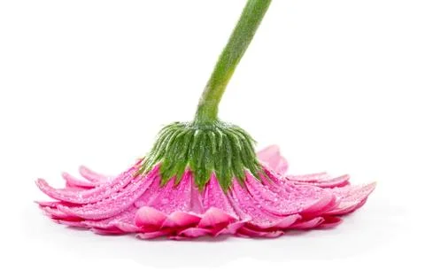 Pink gerbera on white background Stock Photos