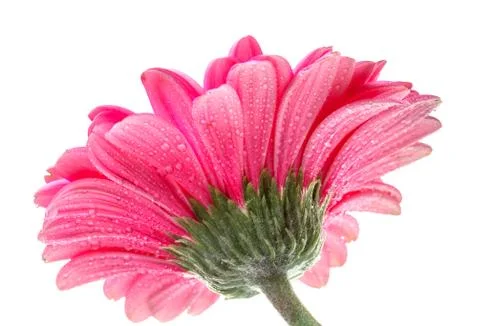 Pink gerbera on white background Stock Photos