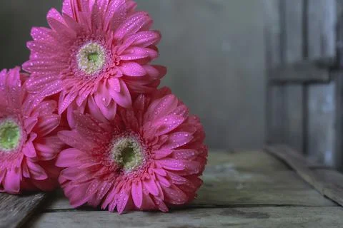 Pink gerberas on a dark background Stock Photos