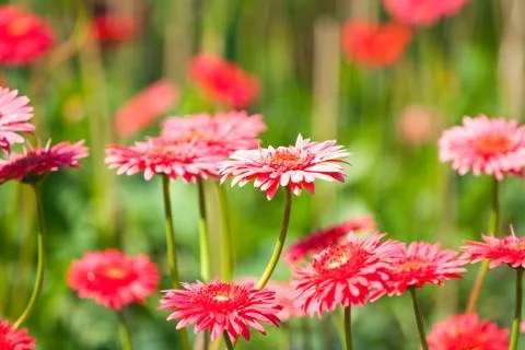 Pink gerberas Stock Photos