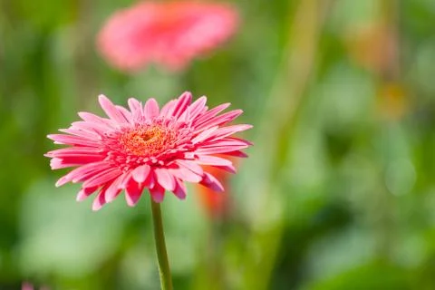 Pink gerberas Stock Photos